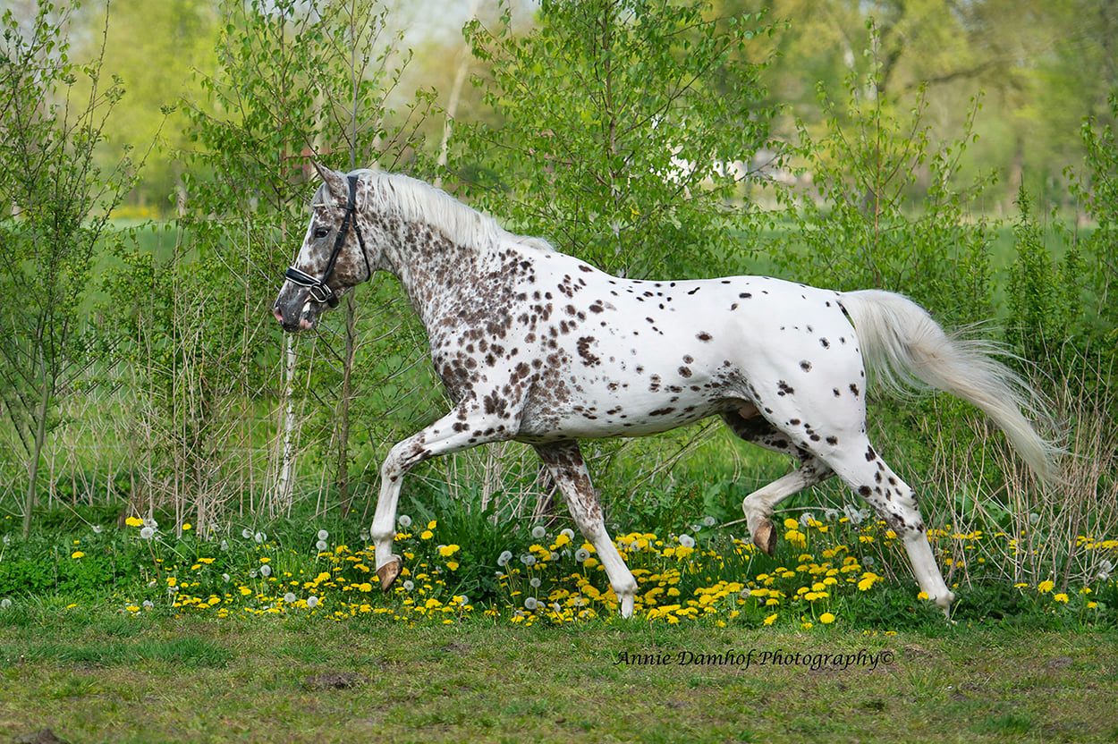 Misterious Spotlight-B Appaloosa Stallion @Annie Damhof